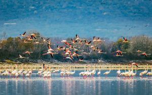 Kerkini Lake