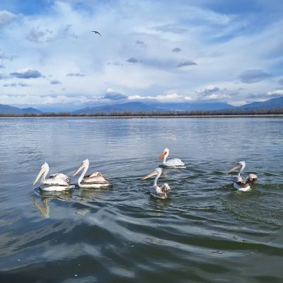 Thessaloniki to Kerkini Lake-Private Day Trip