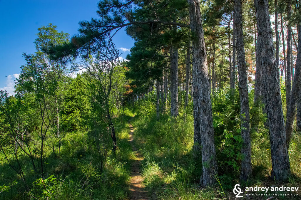 A path at Saint Nicholas plateau.
Image copyright: Andrey Andreev