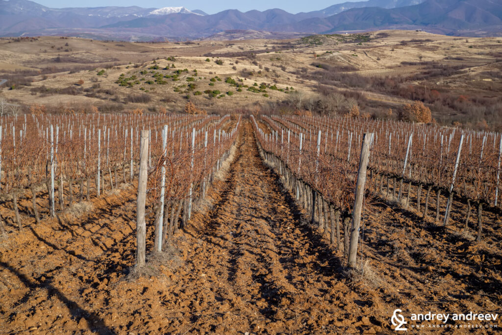 The vineyards of Rupel Winery in Bulgaria, Struma valley.
Image copyright: Andrey Andreev