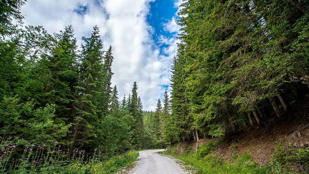 Discover Rodopi Sierra, Elatia Forest