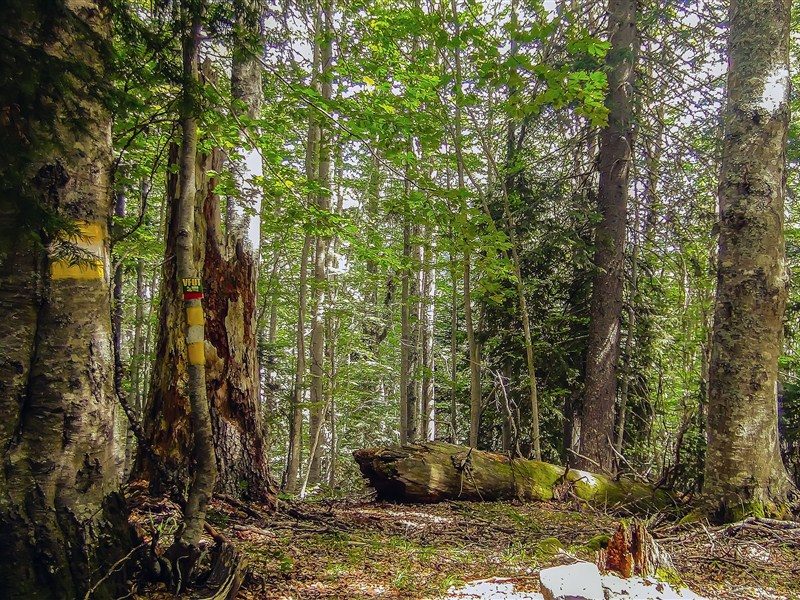 Discover Rodopi Sierra, Virgin Forest of Fraktou