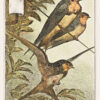 Πίνακας Ζωγραφικής, Drie Zwaluwen (1878–1910), Theo van Hoytema, HEP-2021-4338