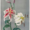 Πίνακας Ζωγραφικής, Lily, Hand Colored Collotype From Some Japanese Flowers (1896), Ogawa Kazumasa, HEP-2021-4443