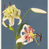Πίνακας Ζωγραφικής, Lilies collotype from Japan. Described and Illustrated by the Japanese (1897), Ogawa Kazumasa, HEP-2021-4445