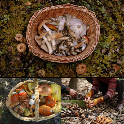 Mushrooms Hunting to Prespes Lakes in Florina - Private Day Trip