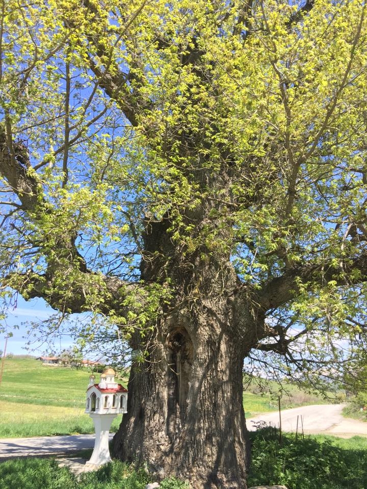In Grevena, we can see the oldest oak tree in Europe, 1300 years old