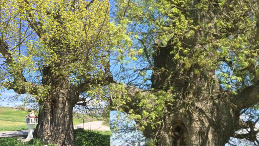 The oldest oak tree in Europe, 1300 years old located in Grevena